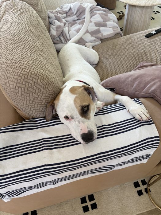 A dog relaxing comfortably at home during care