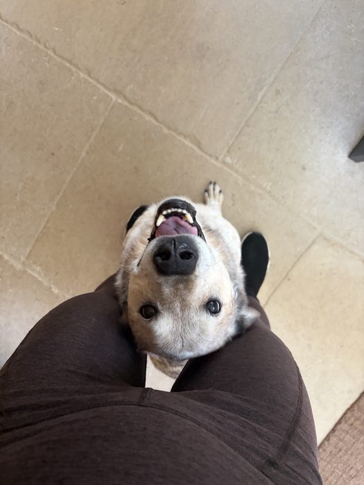 A happy dog greeting the camera during a visit